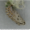 mel triv fascelis pupa1 volg3